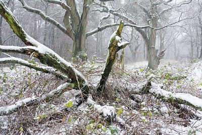 BUITEN BEELD Foto: 44661