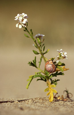 BUITEN BEELD Foto: 44678