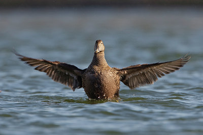 BUITEN BEELD Foto: 44698