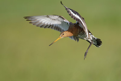 BUITEN BEELD Foto: 44701