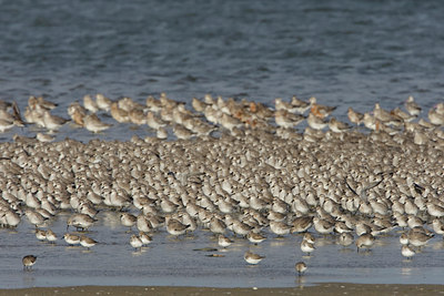 BUITEN BEELD Foto: 44703