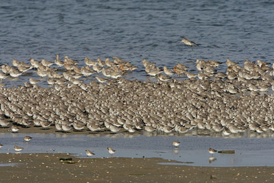 BUITEN BEELD Foto: 44704