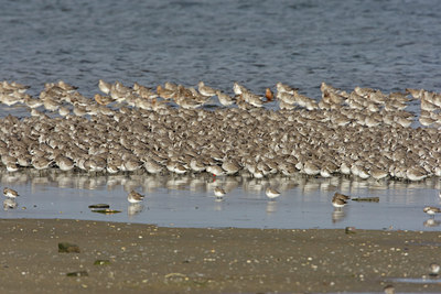 BUITEN BEELD Foto: 44705