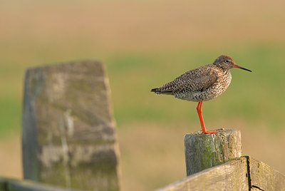 BUITEN BEELD Foto: 44712