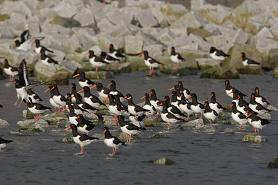 BUITEN BEELD Foto: 44714