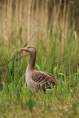 BUITEN BEELD Foto: 44715