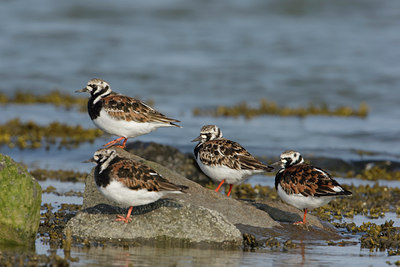 BUITEN BEELD Foto: 44716