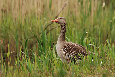 BUITEN BEELD Foto: 44717