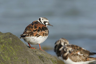 BUITEN BEELD Foto: 44718