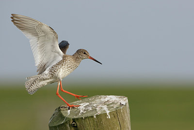 BUITEN BEELD Foto: 44719