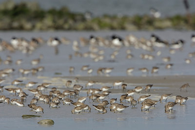 BUITEN BEELD Foto: 44738