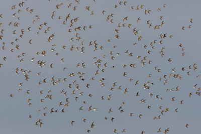 BUITEN BEELD Foto: 44740