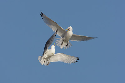 BUITEN BEELD Foto: 44744