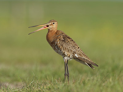 BUITEN BEELD Foto: 44747