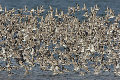 BUITEN BEELD Foto: 44753