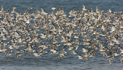 BUITEN BEELD Foto: 44754