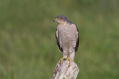 BUITEN BEELD Foto: 44760