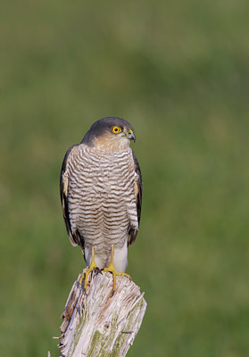 BUITEN BEELD Foto: 44761