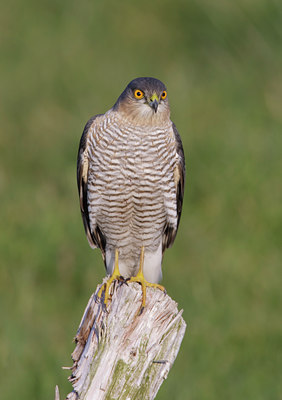 BUITEN BEELD Foto: 44762