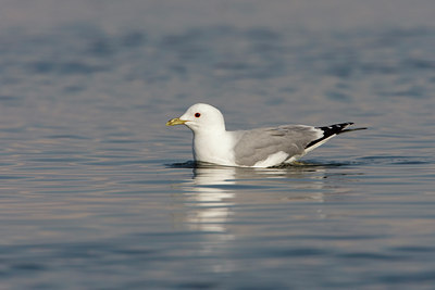 BUITEN BEELD Foto: 44764