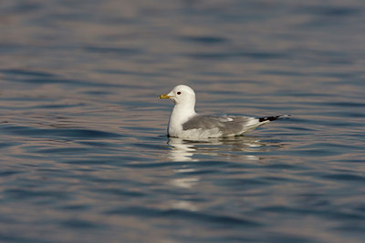 BUITEN BEELD Foto: 44765