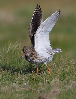 BUITEN BEELD Foto: 44767