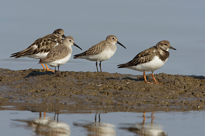 BUITEN BEELD Foto: 44771