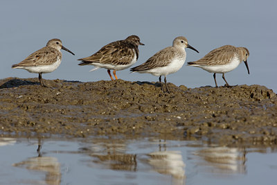 BUITEN BEELD Foto: 44772