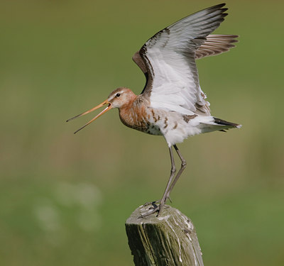 BUITEN BEELD Foto: 44773