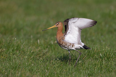 BUITEN BEELD Foto: 44775