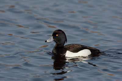 BUITEN BEELD Foto: 44782