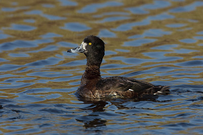 BUITEN BEELD Foto: 44783