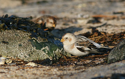 BUITEN BEELD Foto: 44791