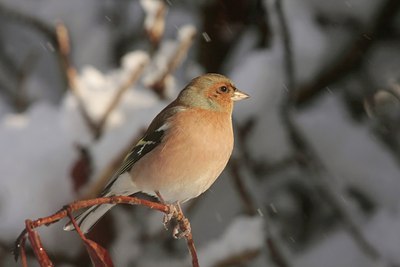 BUITEN BEELD Foto: 44837