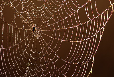 BUITEN BEELD Foto: 44854