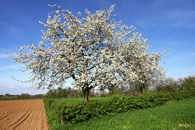 BUITEN BEELD Foto: 44874