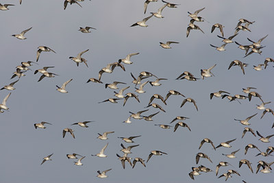 BUITEN BEELD Foto: 44899