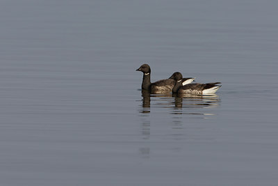 BUITEN BEELD Foto: 44902