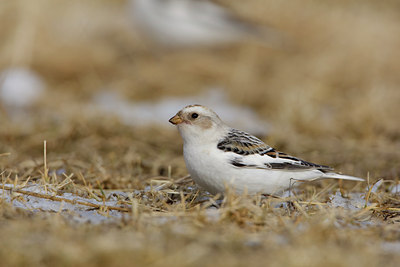 BUITEN BEELD Foto: 44903