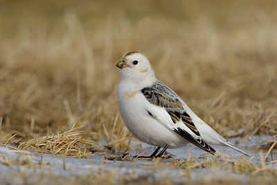 BUITEN BEELD Foto: 44904