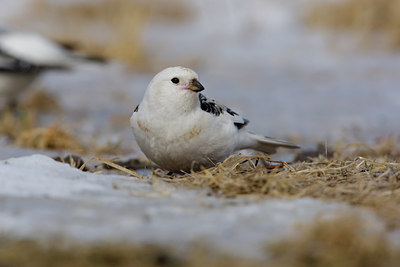 BUITEN BEELD Foto: 44905