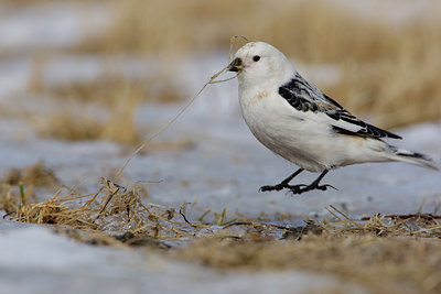 BUITEN BEELD Foto: 44914