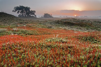 BUITEN BEELD Foto: 44946