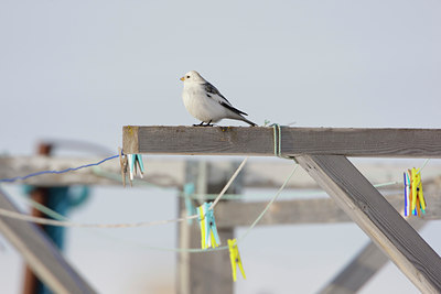 BUITEN BEELD Foto: 44965