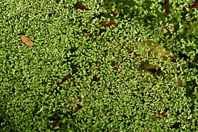 BUITEN BEELD Foto: 449000
