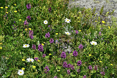 BUITEN BEELD Foto: 449002