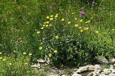 BUITEN BEELD Foto: 449008