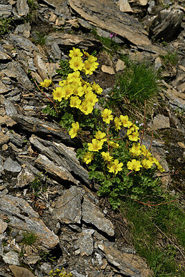 BUITEN BEELD Foto: 449013