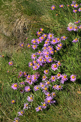 BUITEN BEELD Foto: 449017