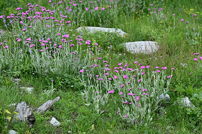 BUITEN BEELD Foto: 449032